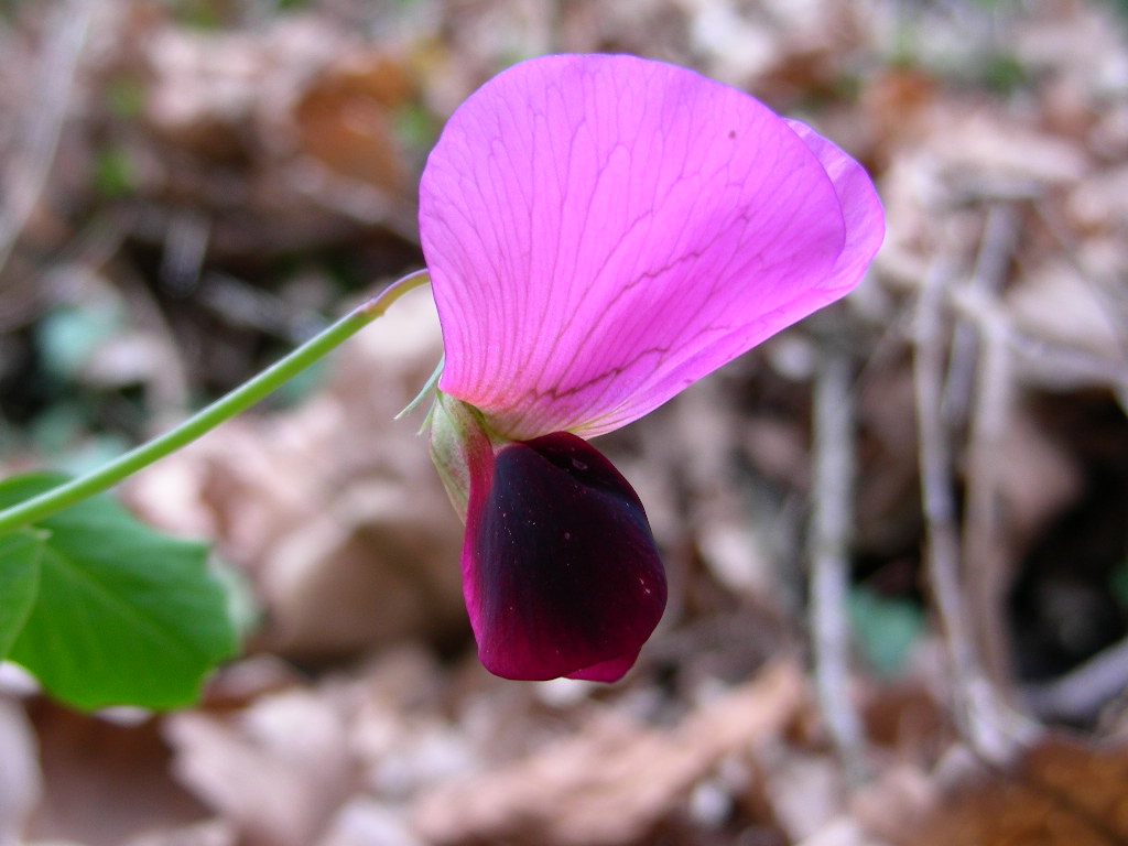 Pisum sativum ssp. elatius